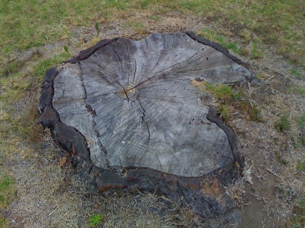 Los restos de un tronco