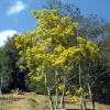 Ãrbol